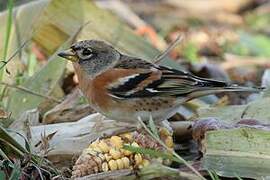 Brambling