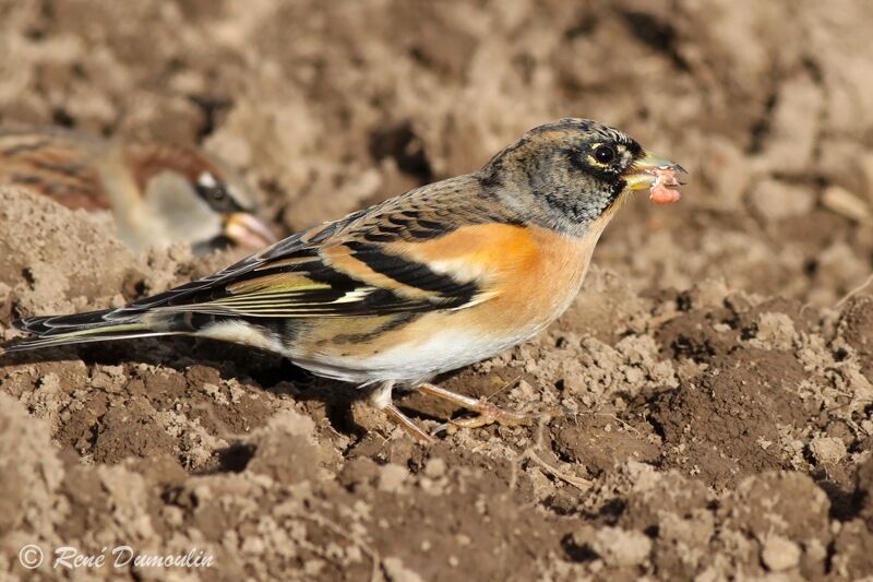 Pinson du Nord mâle, identification