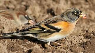 Brambling