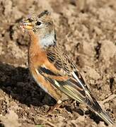 Brambling