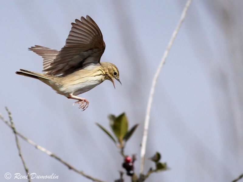 Pipit des arbres mâle adulte, identification, Vol, chant