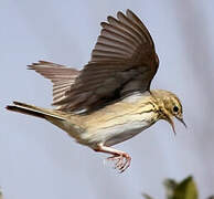 Pipit des arbres