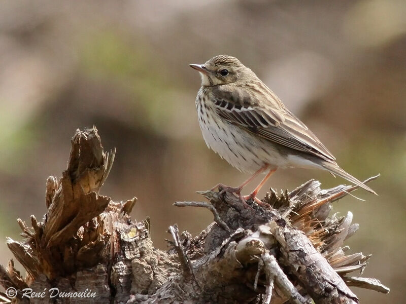 Tree Pipitadult, identification