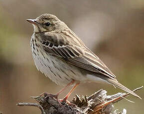 Pipit des arbres