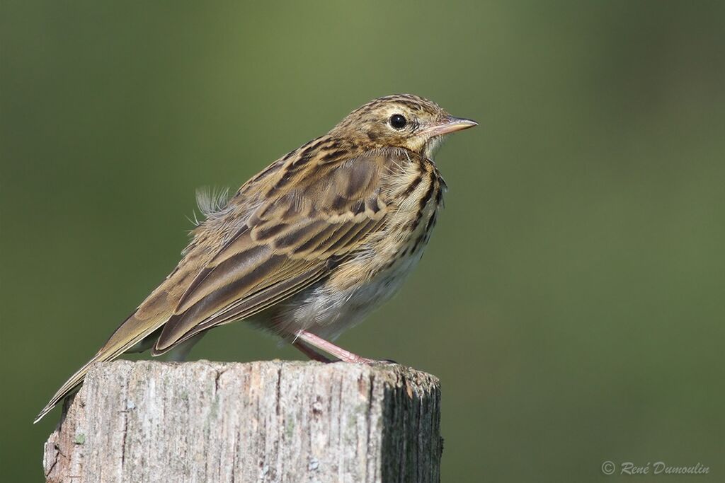 Pipit des arbresjuvénile, identification