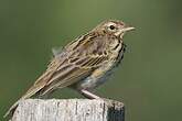 Pipit des arbres