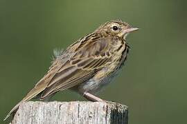 Tree Pipit