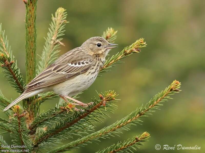 Pipit des arbres mâle adulte, identification