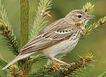 Pipit des arbres