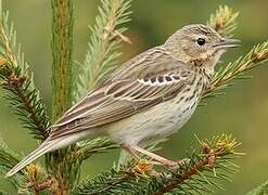 Tree Pipit