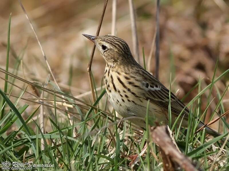 Pipit des arbres mâle adulte