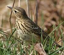 Tree Pipit