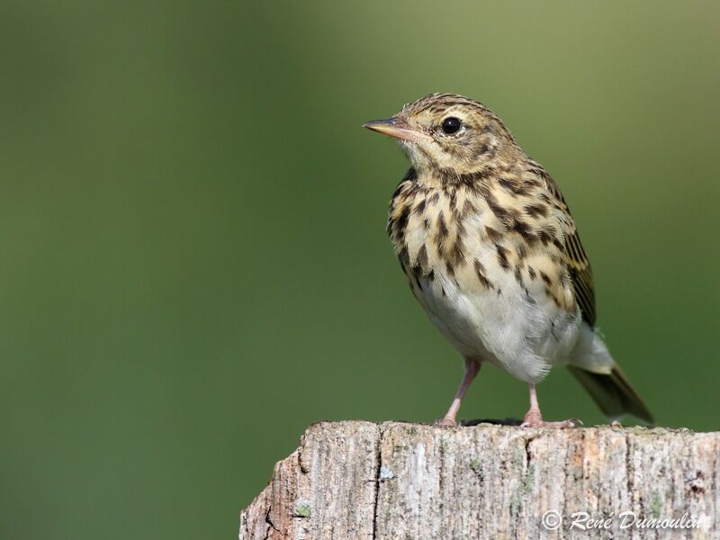 Pipit des arbresadulte, identification