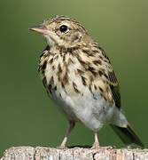 Pipit des arbres