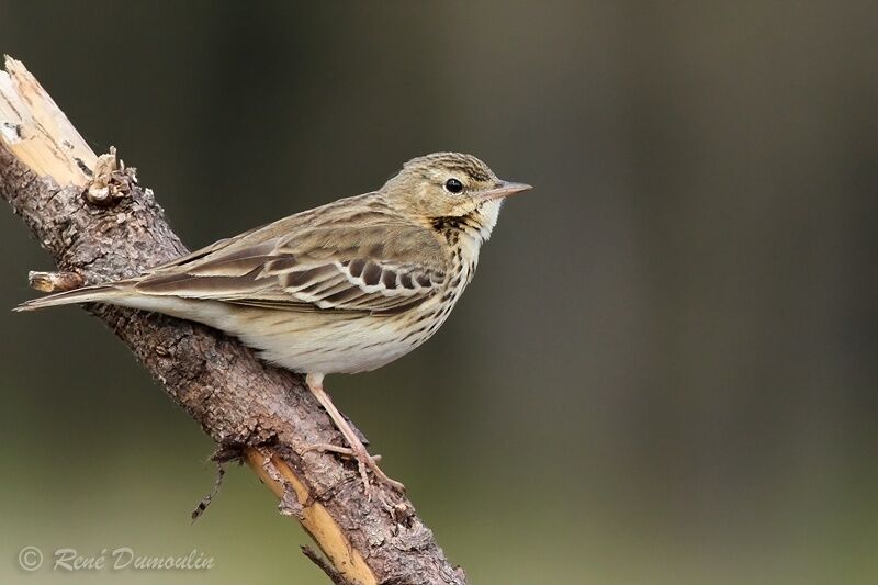 Pipit des arbresadulte, identification