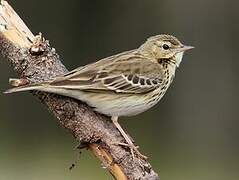 Pipit des arbres