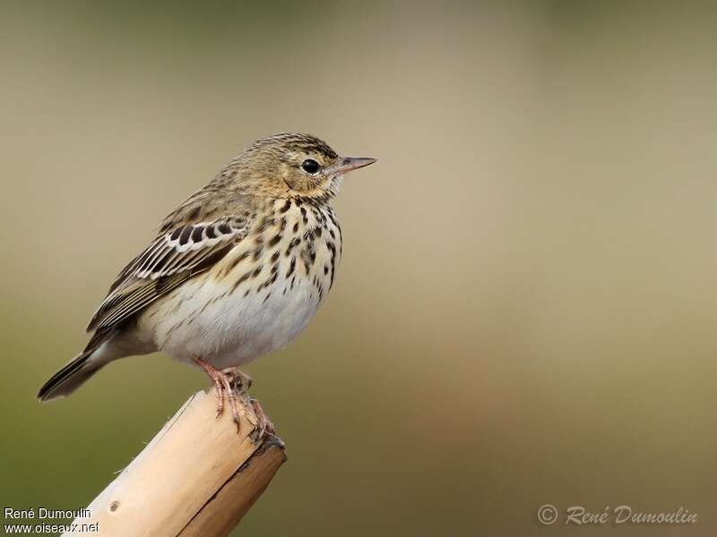 Pipit des arbresadulte nuptial, identification