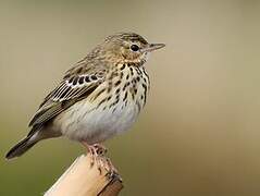 Tree Pipit