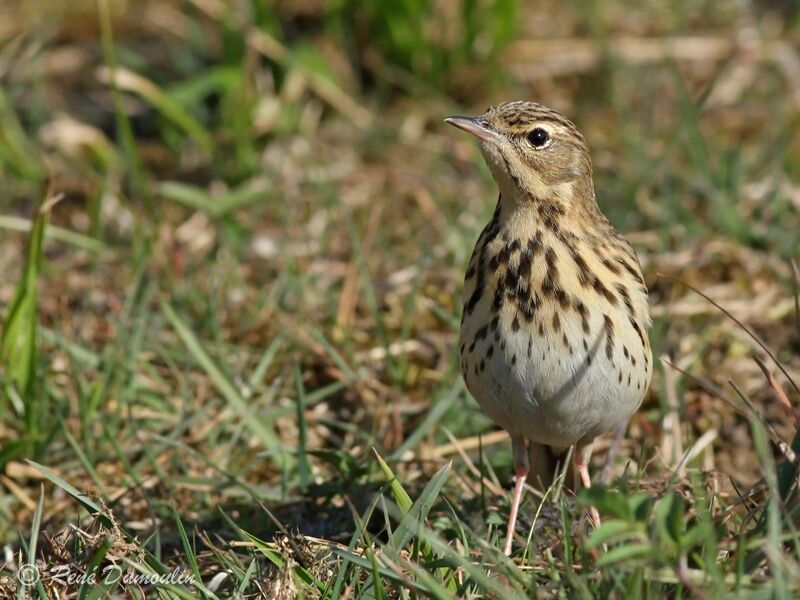 Pipit des arbres mâle adulte, identification