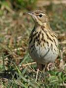 Tree Pipit