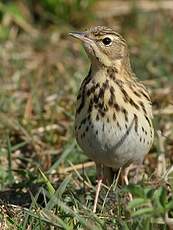 Pipit des arbres