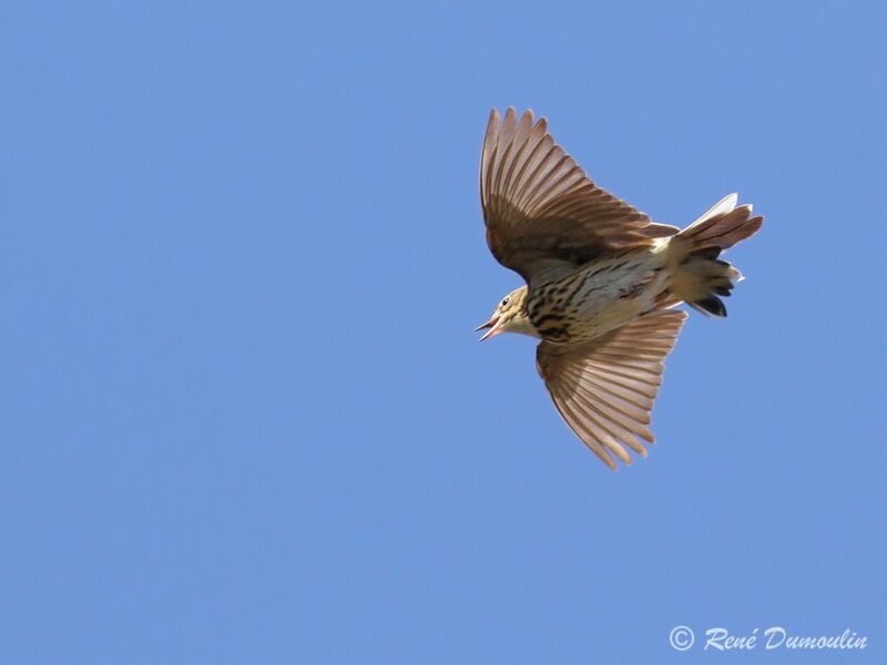 Pipit des arbres mâle adulte, identification, Vol, chant