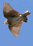 Tree Pipit