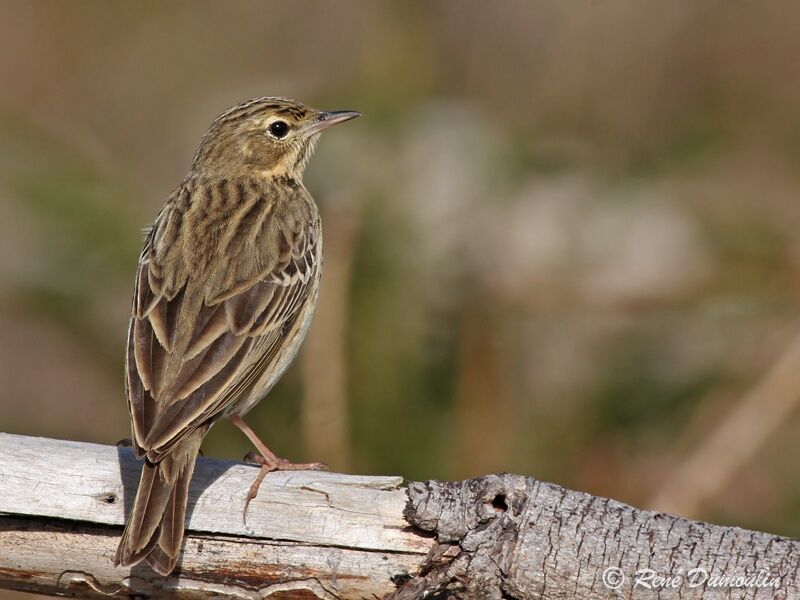 Pipit des arbres mâle adulte, identification