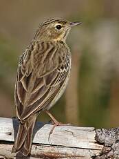 Pipit des arbres