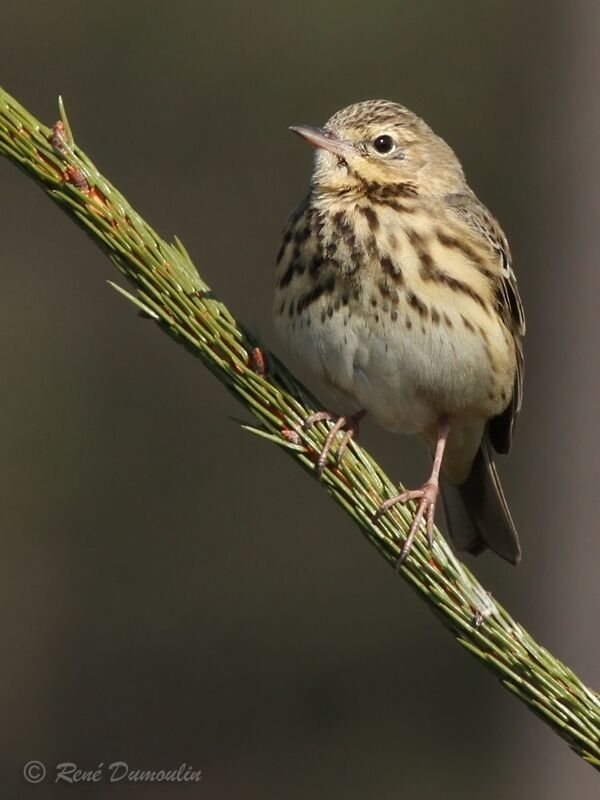 Pipit des arbres mâle adulte nuptial, identification