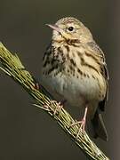 Tree Pipit