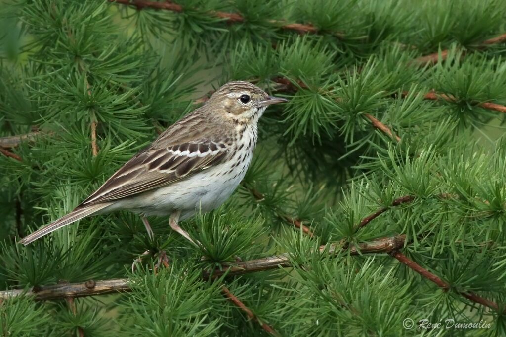 Pipit des arbres mâle adulte, identification