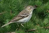 Pipit des arbres