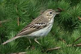 Tree Pipit