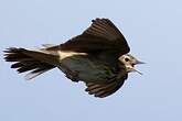 Pipit des arbres