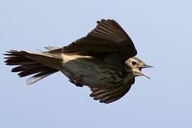 Tree Pipit