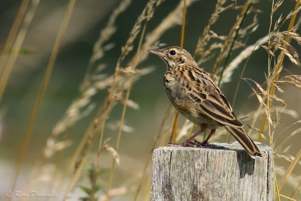 Pipit des arbres1ère année, identification