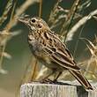 Pipit des arbres