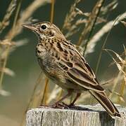 Pipit des arbres