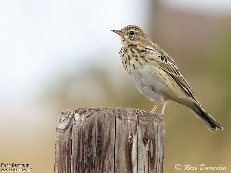 Pipit des arbresjuvénile, identification