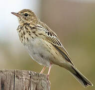 Tree Pipit