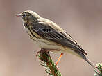 Pipit des arbres