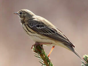 Pipit des arbres