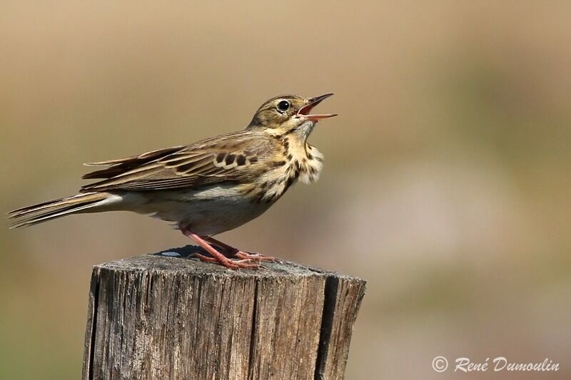 Tree Pipit male adult, identification, song