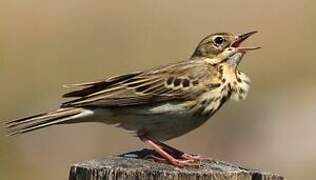 Pipit des arbres