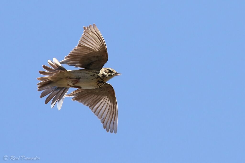 Pipit des arbres mâle adulte nuptial, Vol