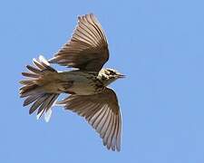 Tree Pipit