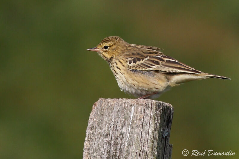 Pipit des arbresimmature, identification