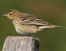 Tree Pipit