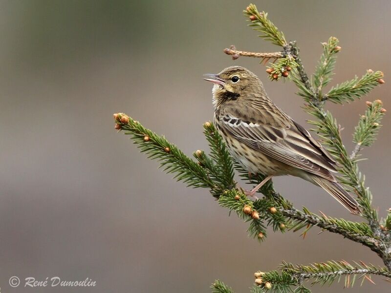 Tree Pipit male adult, identification, song